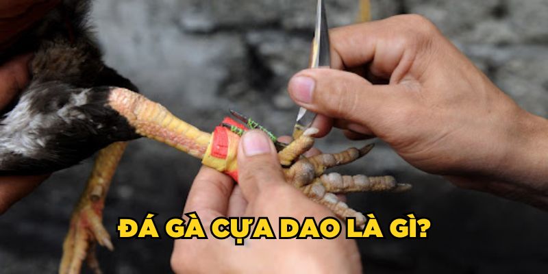 Đá gà cựa dao là gì